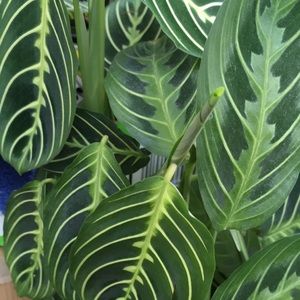 Meet your Posher, Mari